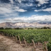 Salta Vineyards