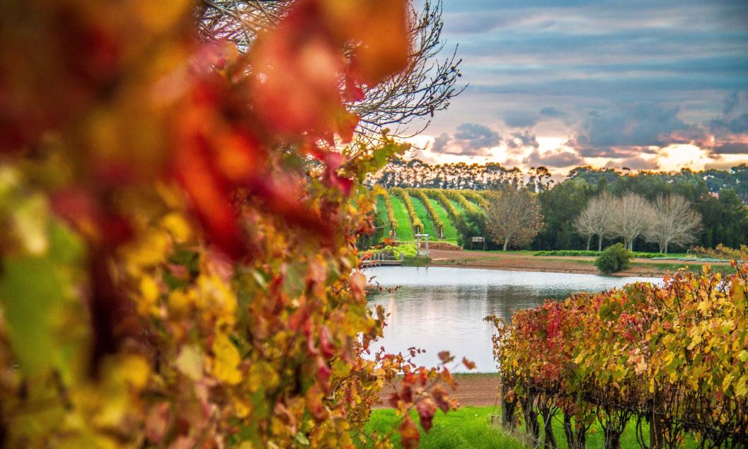 The vineyards at Robert Oatley