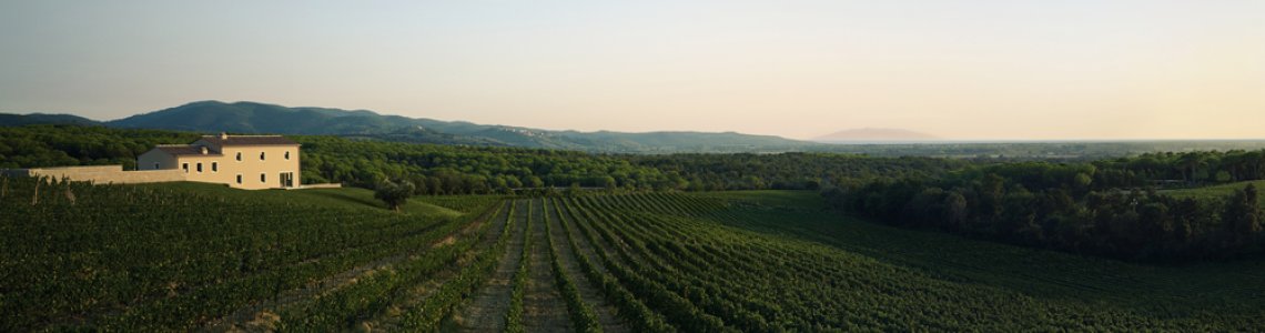 The beautiful vineyards of Masseto