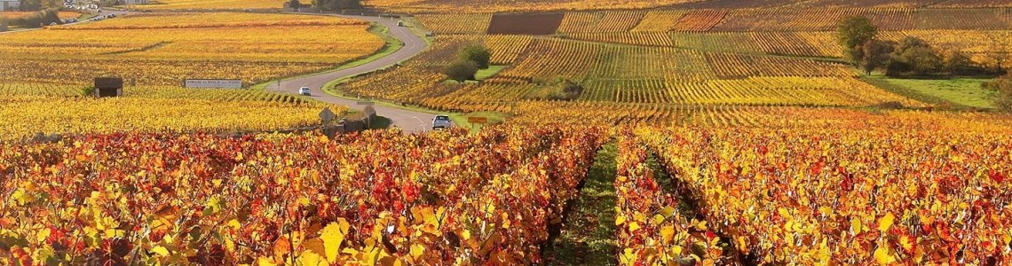 The vineyards of Monthelie in Autumn