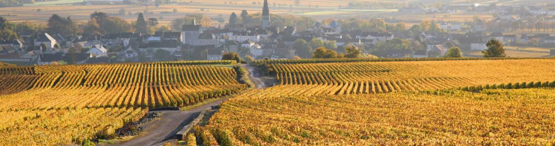 Meursault vineyards