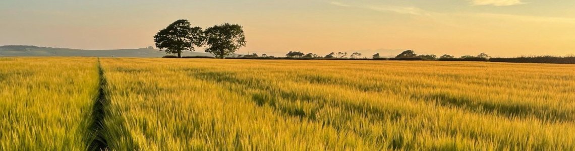 The fields of barley at Lochlea