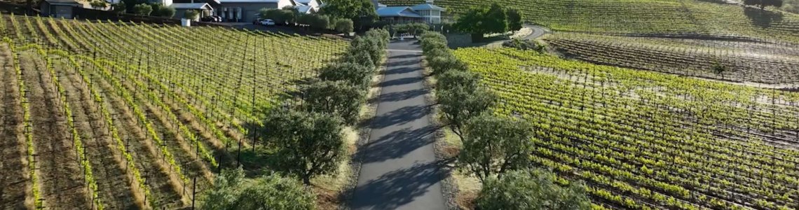 The vineyards at Shafer