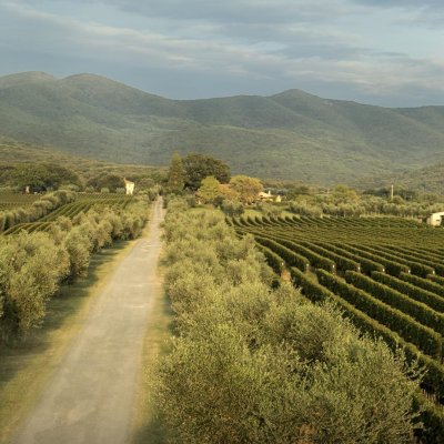 Founded in 1981 by Marchese Lodovico Antinori, the wines of the Ornellaia estate show remarkable consistency and are rightly considered an Italian great.