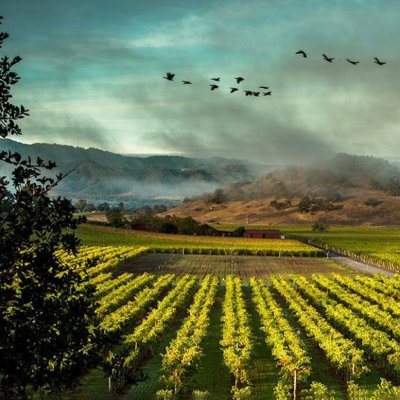 The vineyards at Screaming Eagle