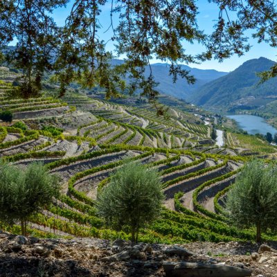 The terraced vineyards of Port